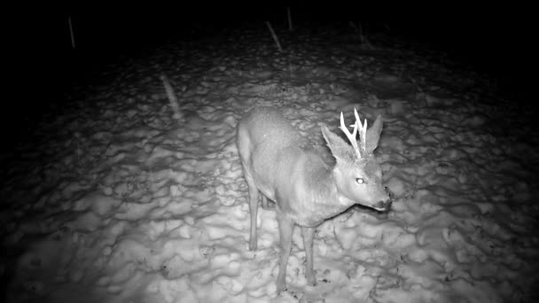 Roe Deer Capreolus Capreolus Winter Night Snowfall Wildlife Camera — Stockvideo