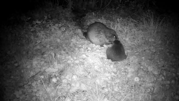 Old Young Beavers Autumn Night Eating Apple Farm Garden Animals — Stock Video