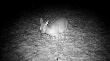 Roe deer Capreolus eating frozen apples on snow in night derelict garden