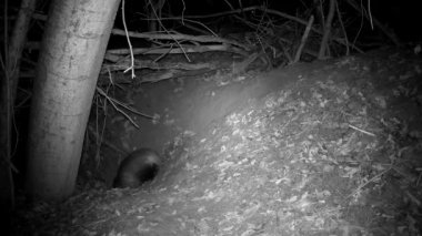 European badger Meles meles comes out of the cave at autumn night. 