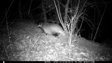 European badger Meles meles is looking for food at night animals track. Animals at night