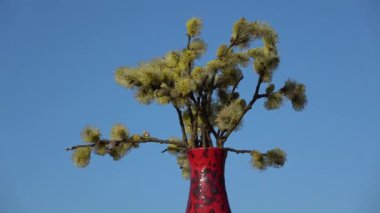 Blossoming pussy willow Salix caprea  rotating in red vase
