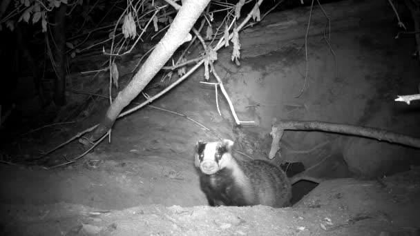 European Badger Meles Meles Comes Out Cave Autumn Night — Stockvideo