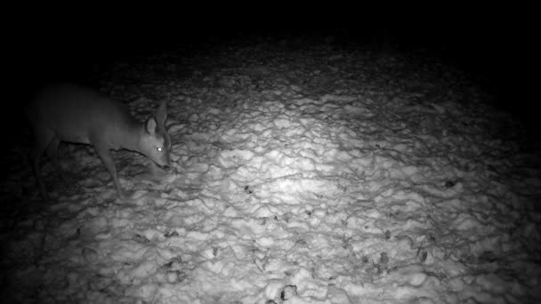 ロー鹿カプレオラスは足で雪を掘り 夜の庭で冷凍リンゴを探します — ストック動画