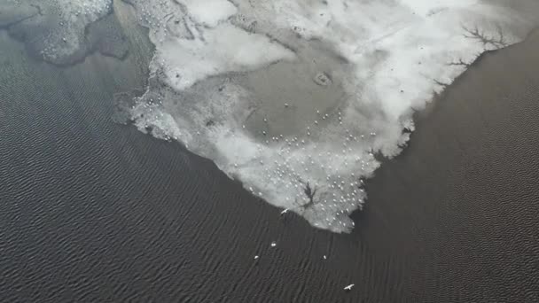 Birds Spring Lake Melting Ice Aerial View — Stock Video