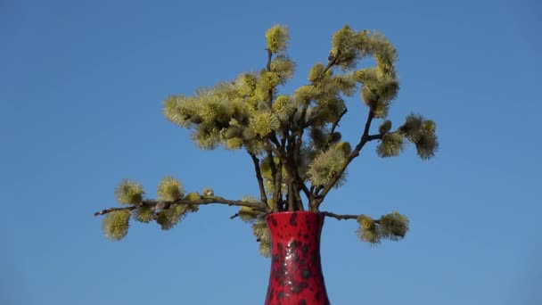 Blossoming Pussy Willow Salix Caprea Rotating Red Vase — Wideo stockowe