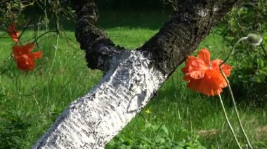 Blossoming orange poppies  and cherry tree trunk in spring