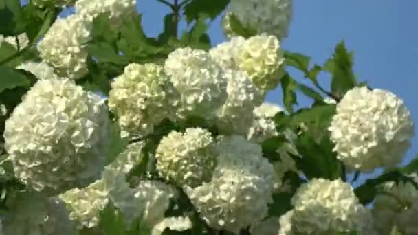 Flowering Viburnum Guilder Rose White Blossoms Wind — Video Stock