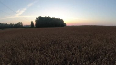 Ripe wheat field, morning mist and sunrise, time lapse