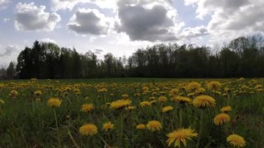 Flowering yellow dandelions field and clouds motion, time lapse