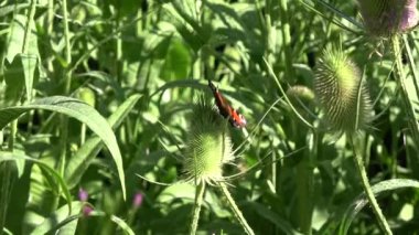 Blossoming wild teasel Dipsacus fullonum and peacock butterfly  Vanessa io