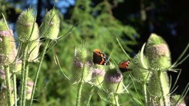 Blossoming wild teasel Dipsacus fullonum and butterflies -  red admiral Vanessa atalanta and peacock butterfly Vanessa io