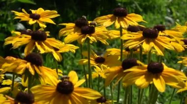 Rudbeckia flowers and bees in garden