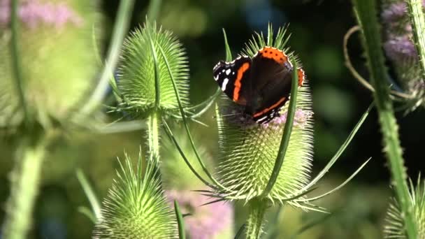 Kvetoucí Divoká Čajová Konvice Dipsacus Fullonum Motýl Červený Admirál Vanessa — Stock video