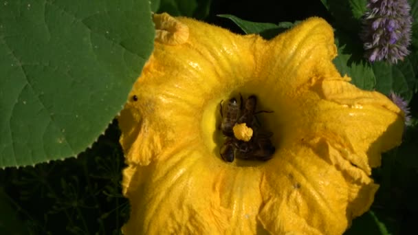 Muitas Abelhas Flor Abóbora Fresca Jardim — Vídeo de Stock