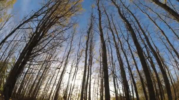 秋天的杨树在风中和夕阳中 时间流逝 — 图库视频影像