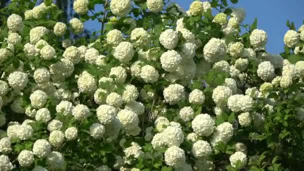 Viburnum Guilder Rose White Blossoms Wind — Stok Video