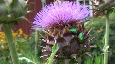 Cetonia aurata, enginar Cynara scolymus çiçekli iki güzel gül ezmesi. 