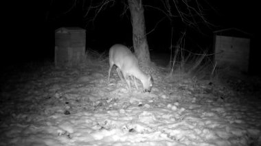 At winter night roe deer Capreolus in garden  near two beehive looking for frozen apples under the snow.