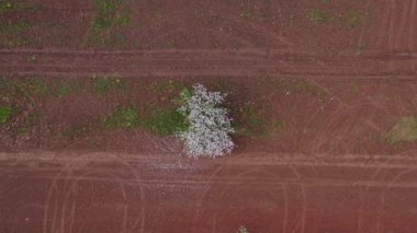 Blossoming  apple tree in spring wind, aerial view