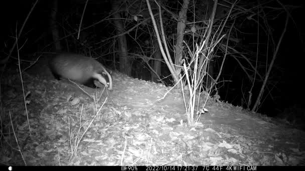 European Badger Meles Meles Night Animals Track Animals Night — Video