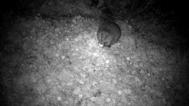 Beaver Autumn Night Eating Apple Farm Garden Animals Night — Stock Video