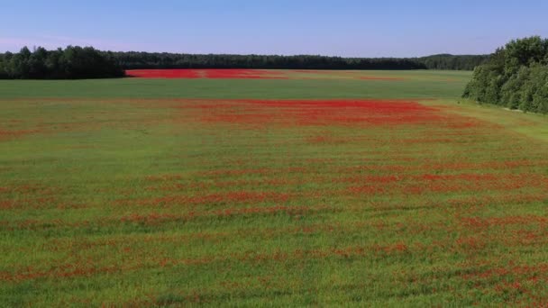 Field Blossoming Wild Poppies Summer Aerial View — Vídeo de stock