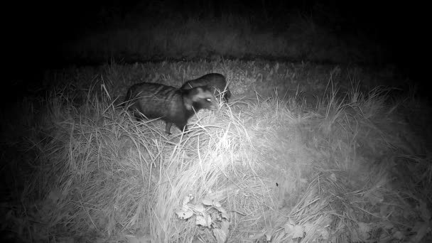 Two Raccoon Dogs Nyctereutes Procyonoides Hunting Summer Night Wildlife Camera — Stockvideo
