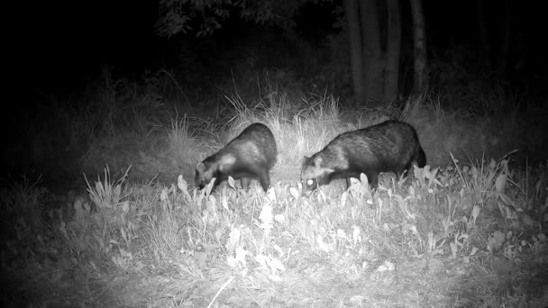 Two Raccoon Dogs Nyctereutes Procyonoides Summer Night Wildlife Camera — Stock Video
