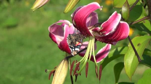 Butterfly Red Admiral Vanessa Atalanta Lily Flower Wind — Stockvideo