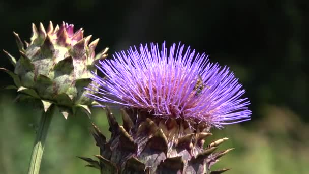 Enginardaki Arılar Cynara Skolymus Çiçekleri — Stok video