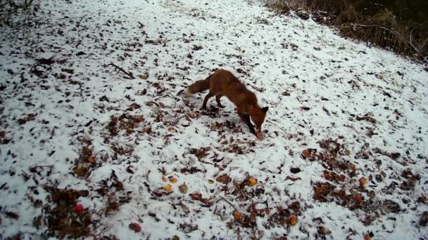Raposa Vermelha Come Maçãs Congeladas Jardim Abandonado Inverno Câmera Vida — Vídeo de Stock