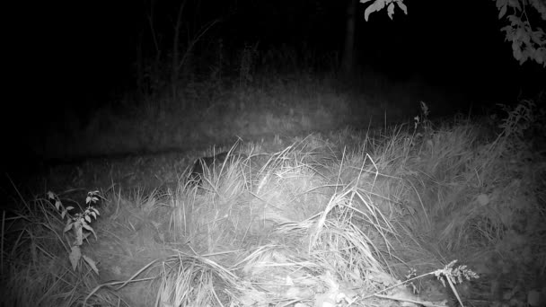 Texugo Europeu Meles Derrete Raposa Vermelha Vulpes Vulpes Noite Verão — Vídeo de Stock