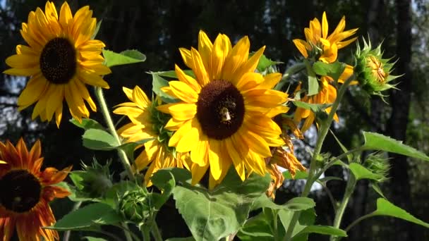 Bees Flowering Sunflowers Group Garden — Stock Video