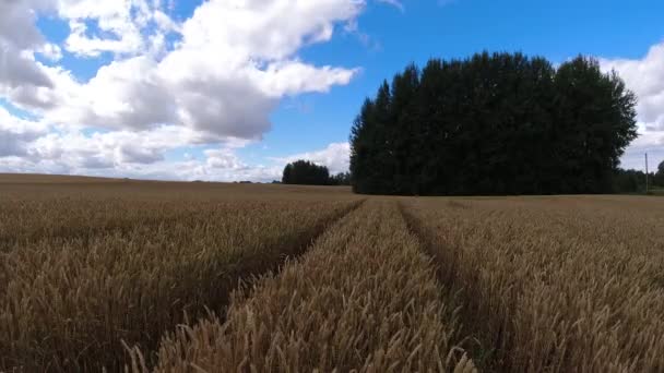 Ripe Wheat Field Clouds Motion Time Lapse — Stock video