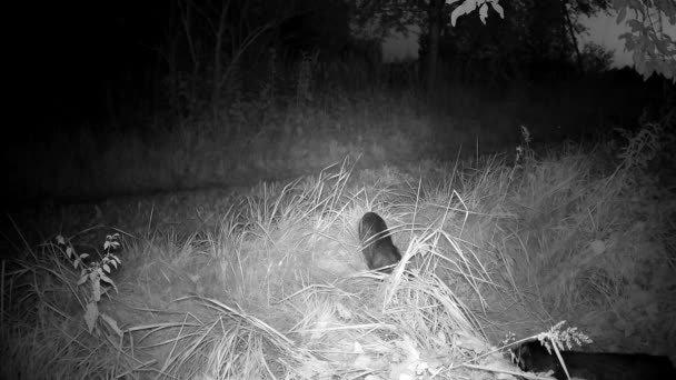 Two Raccoon Dogs Nyctereutes Procyonoides Summer Night Wildlife Camera — Stockvideo