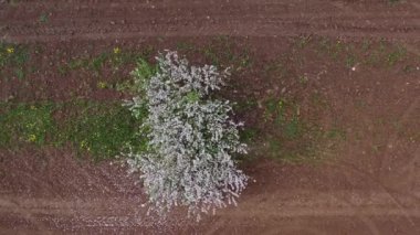Drone fly up above Blossoming  apple tree in spring wind, aerial view