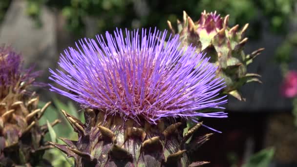 Μέλισσα Στην Αγκινάρα Cynara Scolymus Flower — Αρχείο Βίντεο