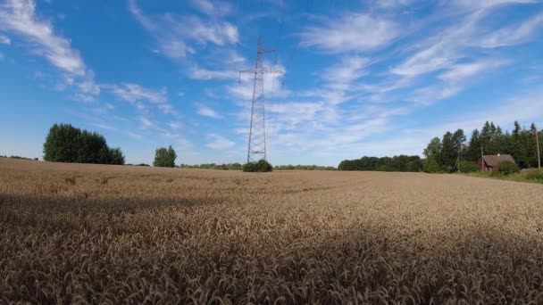 Спелые Пшеничные Поля Электрической Башней Время Истекло — стоковое видео
