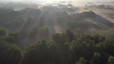 Morning mist and groves in nature park, aerial view