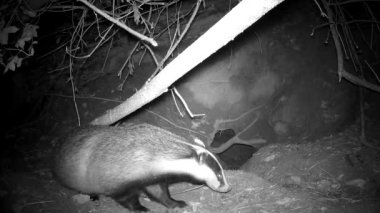badger Meles meles at the cave in autumn night, Wildlife camera