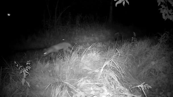 Trzy Lisy Nocą Wiejskiej Drodze Aparat Fotograficzny Dla Zwierząt — Wideo stockowe