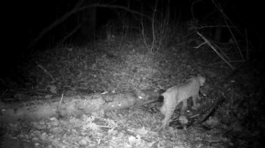 Eurasian wild cat Lynx lynx at night in nature park. Wildlife camera