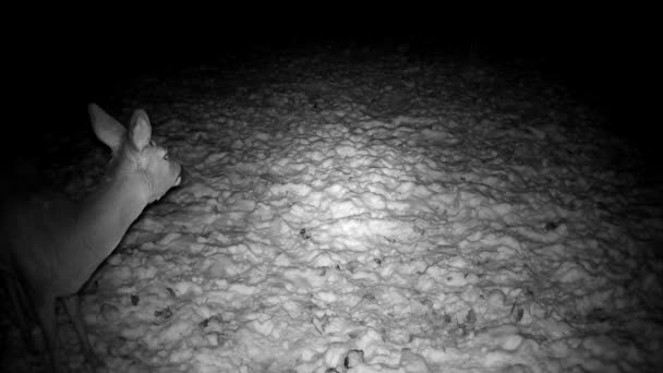 Roe Deer Capreolus Eating Frozen Apples Winter Night Garden — Vídeo de Stock