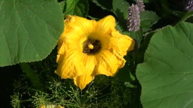 Many bees in yellow pumpkin blossom and wind