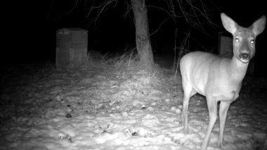 Roe deer in winter garden eats frozen apples