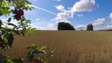 Ripening wheat field and clouds motion, time lapse