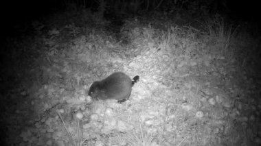 young beaver castor fiber carries an apple in an autumn garden at night
