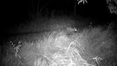 young red fox carries a caught animal at night. Trail camera