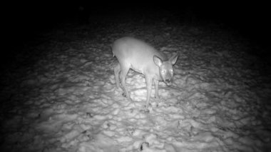 Roe deer in winter snowfall eats frozen apples in old garden
